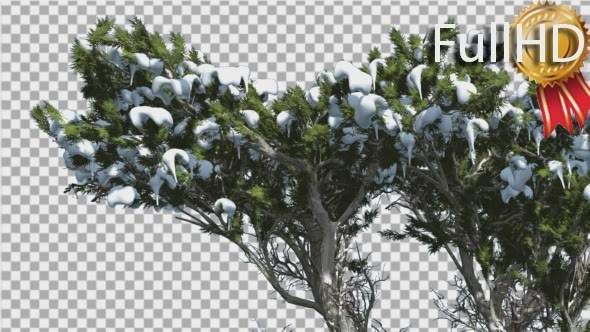 Monterey Cypress Melting Snow on a Top of Tree alt