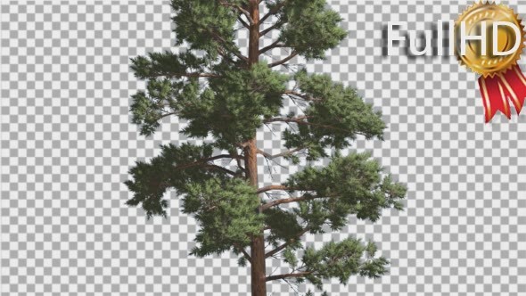 Scots Pine Pinus Sylvestris Coniferous Evergreen