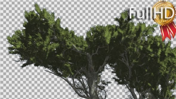 Monterey Cypress Branchy Crown Coniferous alt