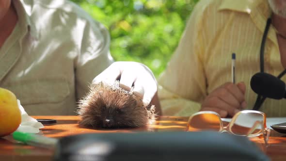 Aged Man in White Glove Pets Hedgehog Sitting with Friend