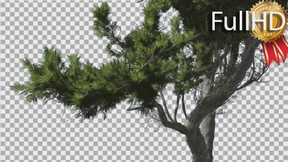 Monterey Cypress Curved Trunk and Branches alt