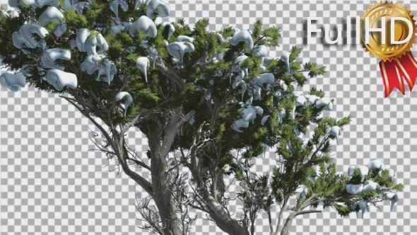 Monterey Cypress Melting Snow Coniferous alt