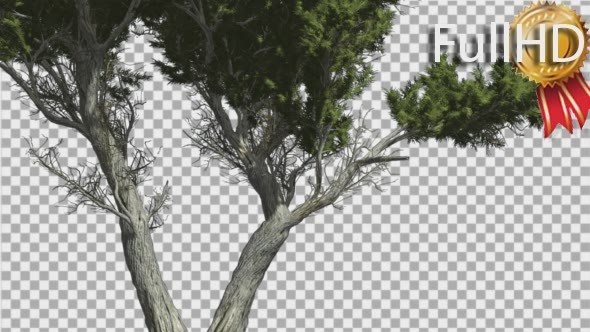 Monterey Cypress Doubled Trunk Coniferous alt