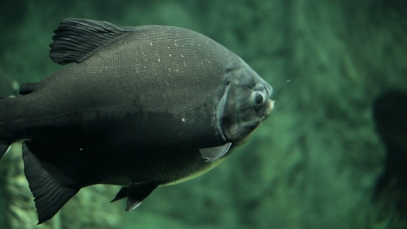 Large Fish Pacu Underwater