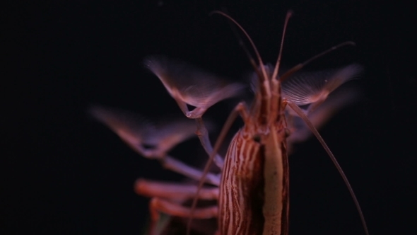 Shrimp Feed Of Filter Collects Under Water