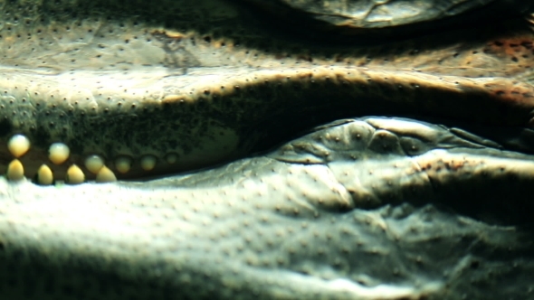 Parts Of The Body Alligator Underwater