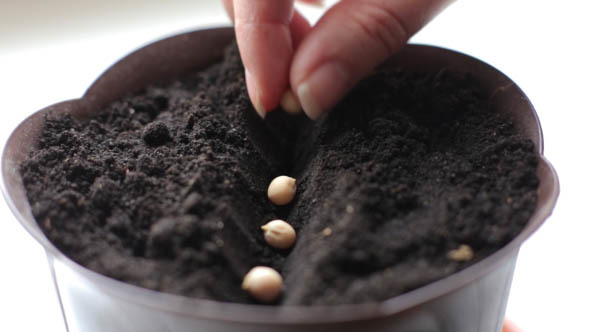 Planting Seeds in the Ground