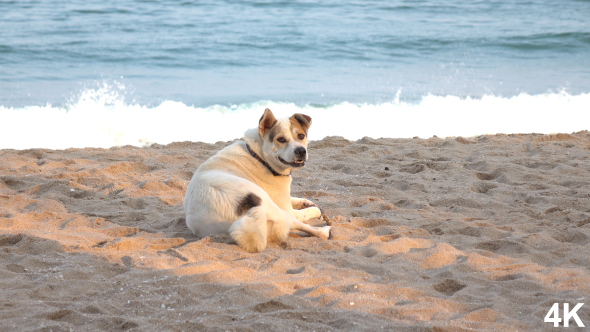 Dog On The Beach At Sea
