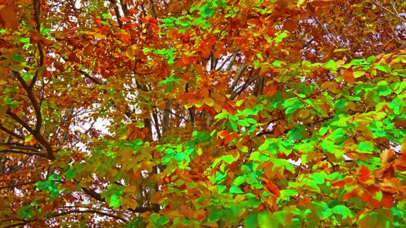 Bushy Tree with Long Branches and Multicolored Bright Leaves