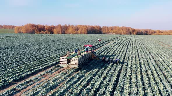 Cabbage Harvesting Carried Out By Farmers and a Tractor