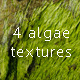 Algae on a rock texture pack - GraphicRiver Item for Sale