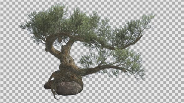 Jeffrey Pine Pinus Jeffreyi on a Stone Coniferous