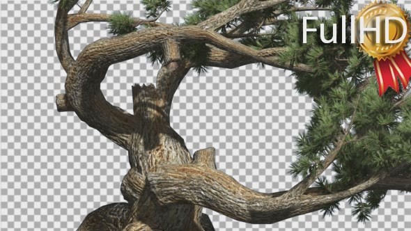 Jeffrey Pine Old Branches Pinus Jeffreyi