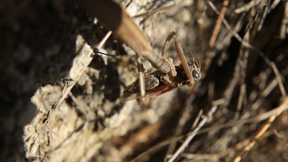 Mantis Caught a Grasshopper And Eat It On The Grass