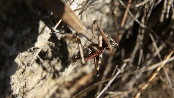 Mantis Caught a Grasshopper And Eat It On The Grass.