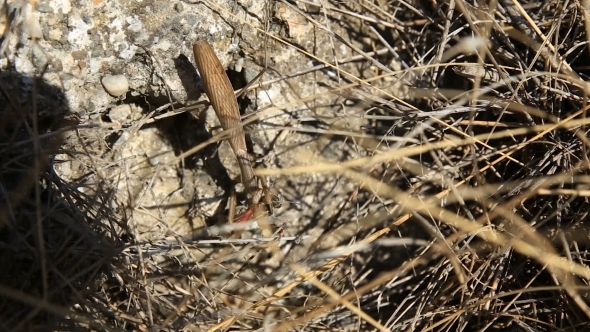 Mantis Caught a Grasshopper And Eat It On The Grass.