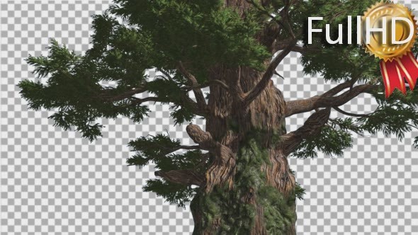 Western Juniper Fluttering Leaves Thick Trunk alt