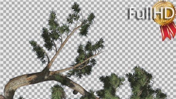 Jeffrey Pine Pinus Jeffreyi Leaned Tree Branch alt