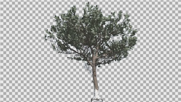 Italian Stone Pine Thin Tree in Winter Coniferous alt