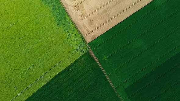 Dirt Road Between Agricultural Fields