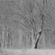 Snow Day In The Winter Woods. - VideoHive Item for Sale