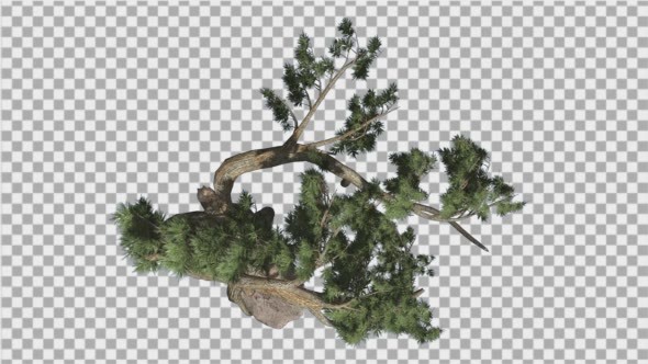 Jeffrey Pine Pinus Jeffreyi Top Down Coniferous