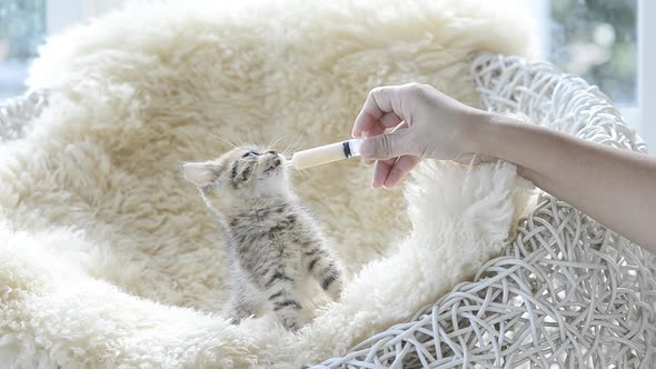 Asian Woman Feeding A Kitten By Syring