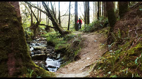 Mountain biker riding bicycle in forest