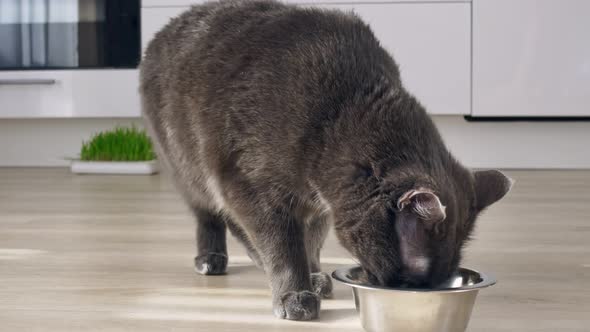 A Gray Cat Runs Up to the Bowl Licking Its Lips Anticipating a Delicious Meal