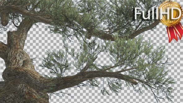 Jeffrey Pine Curved Trunk Pinus Jeffreyi alt