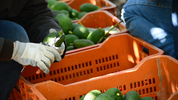 Packaging Avocados Fruit Just Harvested