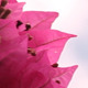 Bougainvillea Under The Clouds - VideoHive Item for Sale
