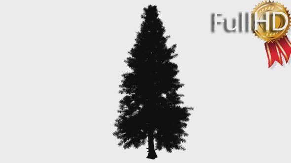 Blue Spruce Picea Pungens Coniferous Evergreen alt