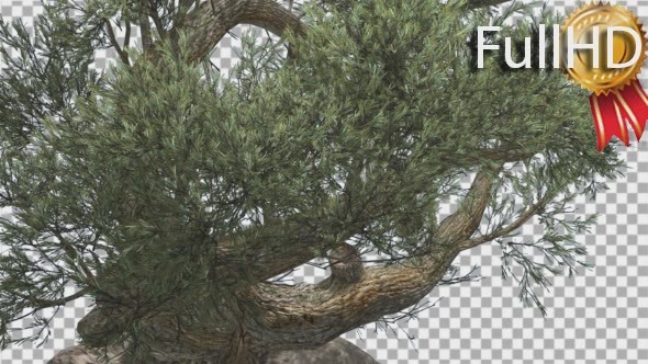 Jeffrey Pine in Cloudy Day Pinus Jeffreyi alt