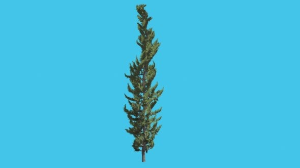 Hollywood Juniper Thin Trunk Tree Coniferous alt