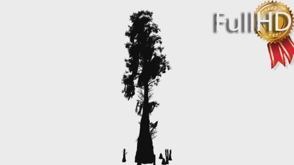 Bald Cypress Deciduous Tree Taxodium Distichum