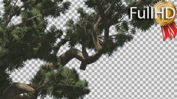 Jeffrey Pine Pinus Jeffreyi Branches Coniferous