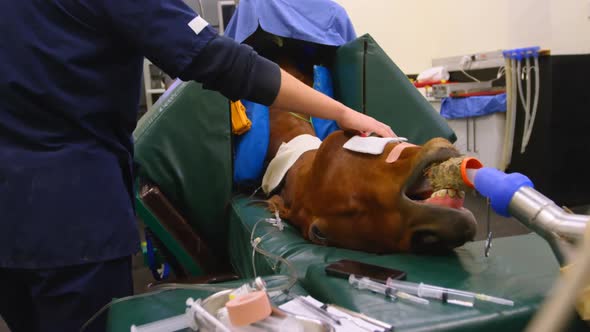 Surgeon taking care of horse in operation theater 4k