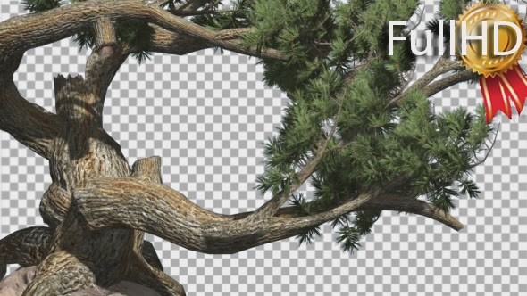 Jeffrey Pine Curved Tree Pinus Jeffreyi alt