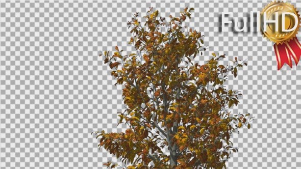 Sourwood Top of Thin Tree is Swaying Windy Yellow alt