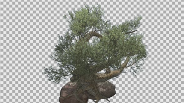 Jeffrey Pine Pinus Jeffreyi Coniferous Evergreen