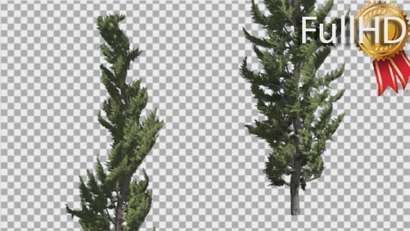 Hollywood Juniper Two Thin Coniferous Evergreen alt