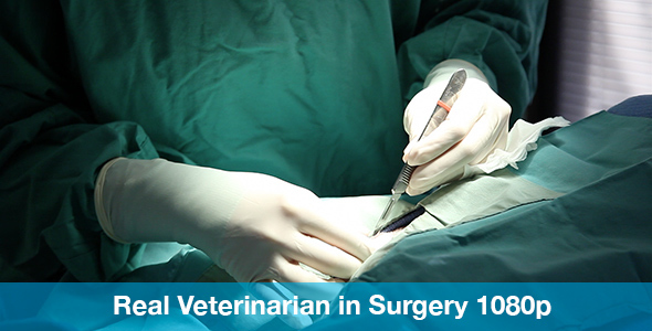 Veterinarian Preforming Neuter Surgery on Small Dog with Scalpel