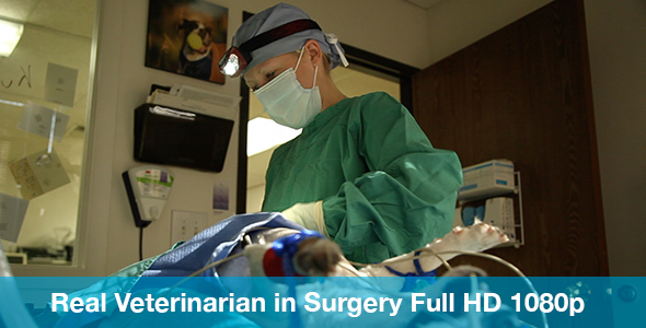 Veterinarian Preforming Surgery with Headlamp On