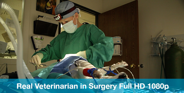 Veterinarian Preforming Surgery with Headlamp Off