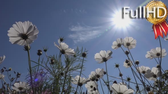 White, Flowers, Cosmos, Background, Sun