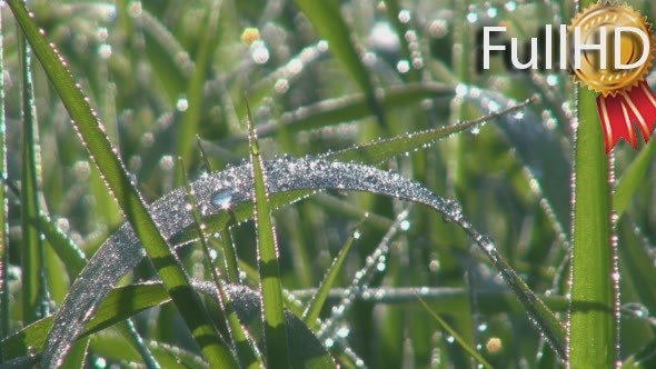 Dew, Grass, Leaves, Sunlight