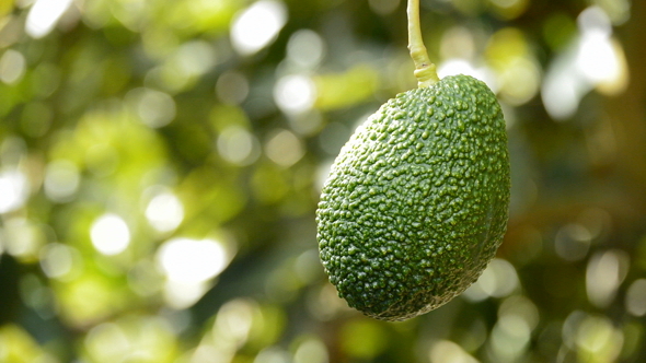 Avocado Fruit Hanging in a Branch of Tree