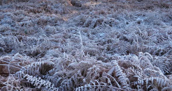 Frozen ferns, The Landes forest, Nouvelle Aquitaine, France.