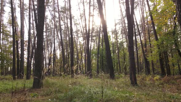 Autumn Forest Landscape with Trees By Day